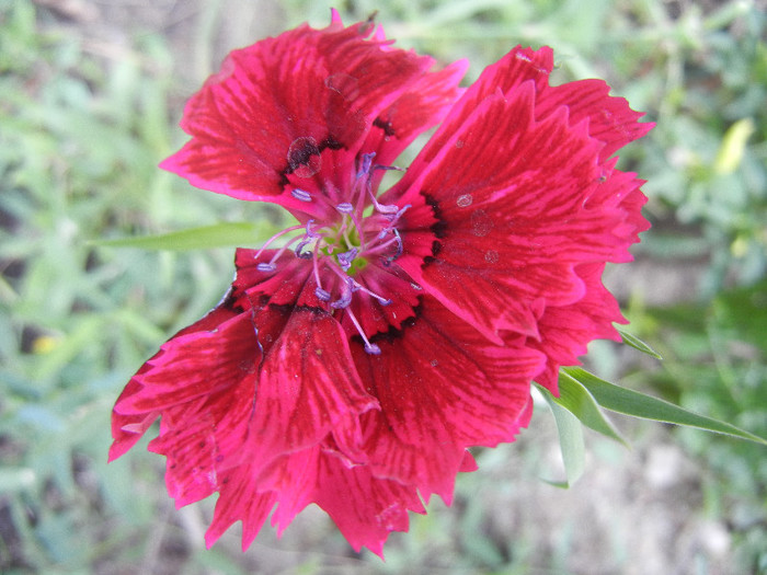 Dianthus (2012, October 11)