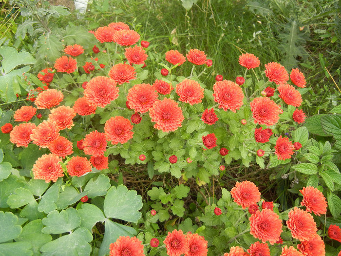 Terracotta Chrysanth (2012, Oct.11)