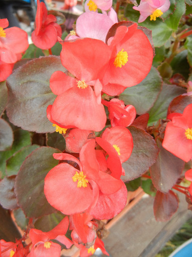 Begonia semperflorens (2012, Oct.11)