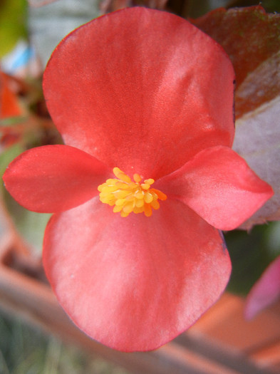 Begonia semperflorens (2012, Oct.11)