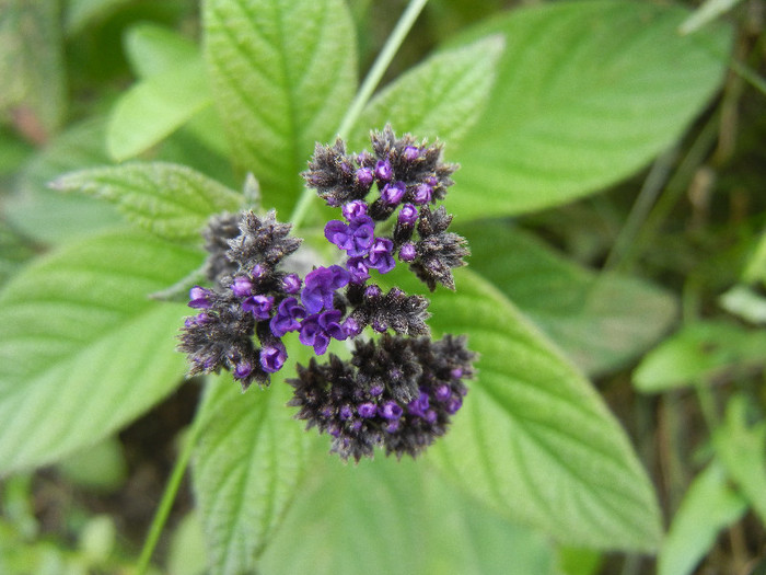 Heliotropium arborescens (2012, Oct.11) - HELIOTROPE Heliotropium