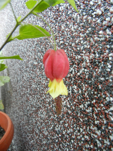 Abutilon megapotamicum (2012, Oct.10) - Abutilon megapotamicum