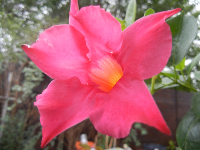 Mandevilla Summer Bell Red (`12, Oct.03) - Mandevilla Summer Bell Red