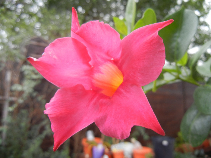 Mandevilla Summer Bell Red (`12, Oct.03) - Mandevilla Summer Bell Red