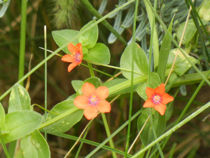 Anagallis arvensis (2012, Oct.11) - Anagallis arvensis