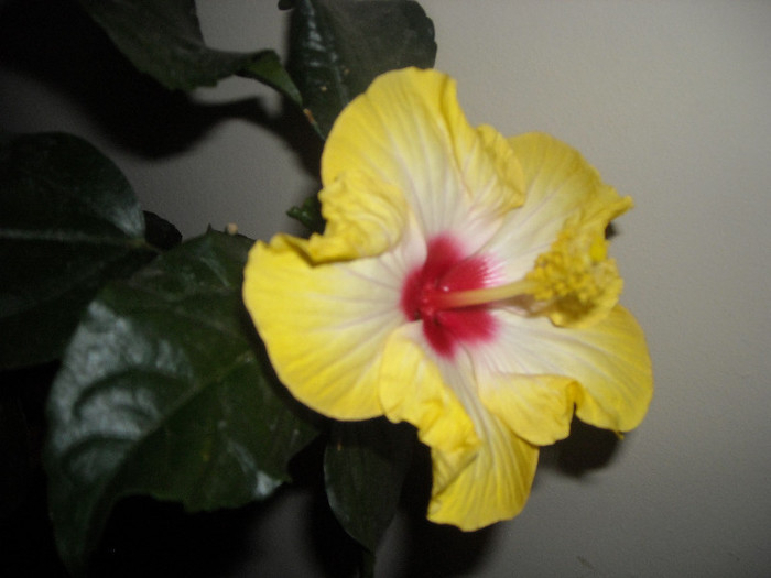 Hibiscus Amanda Dubin