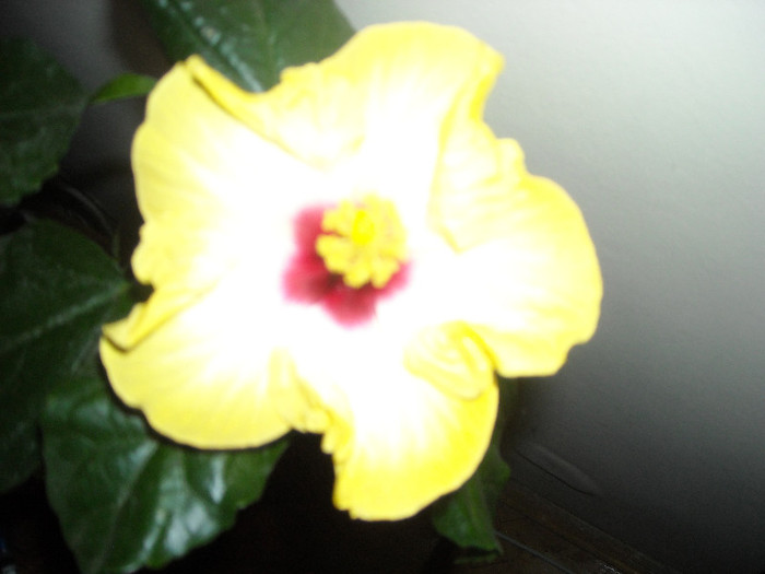 Hibiscus Amanda Dubin