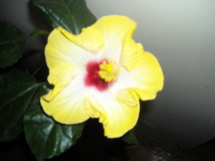 Hibiscus Amanda Dubin