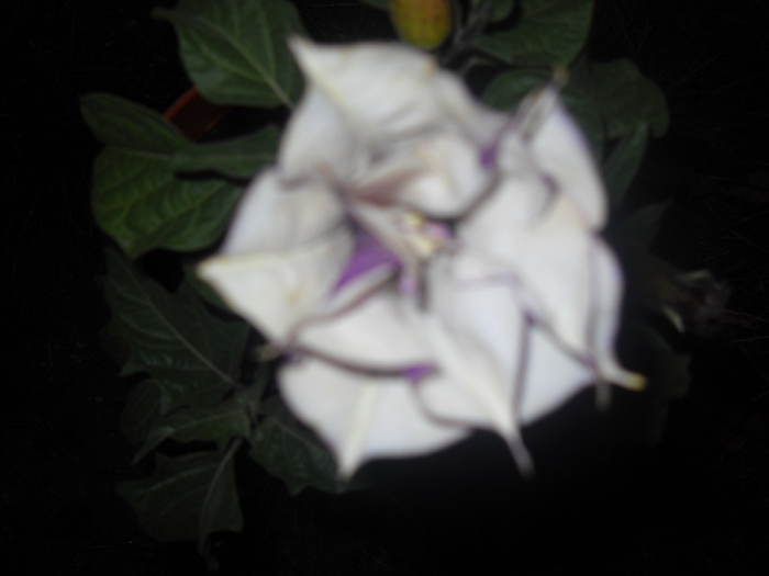 11.octombrie! Pierdut