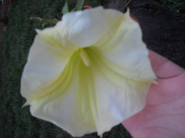 E o frumusete de vis! Multumesc mult!