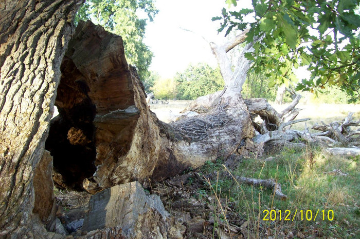 101_0001 - SIGHISOARA REZERVATIA NATURALA  PLATOUL BREITE