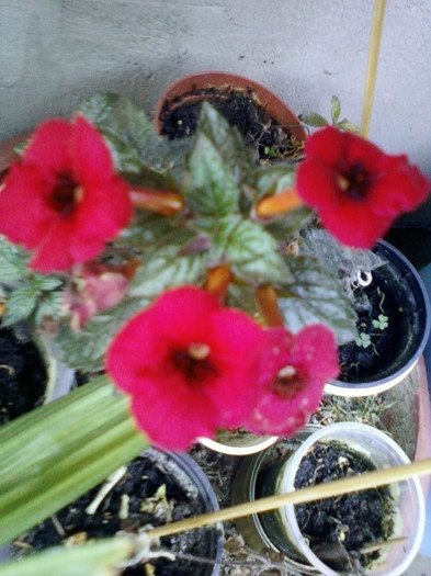 11 oct 2012-flori 025
