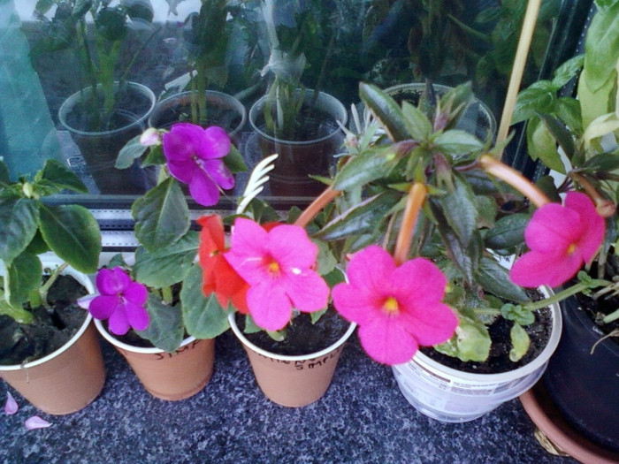11 oct 2012-flori 030
