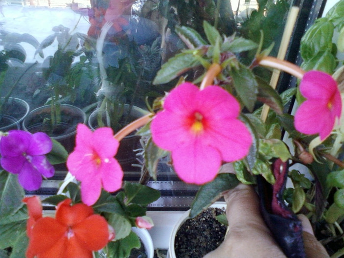 11 oct 2012-flori 033 - achimenes