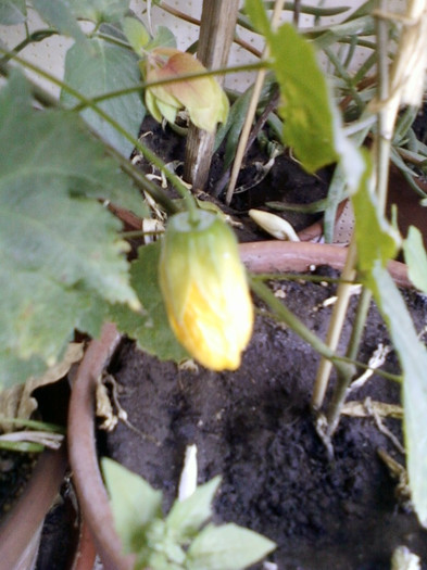 11 oct 2012-flori 016 - abutilon