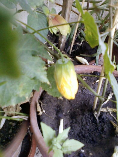 11 oct 2012-flori 018 - abutilon