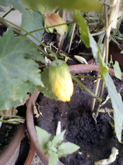 11 oct 2012-flori 019 - abutilon