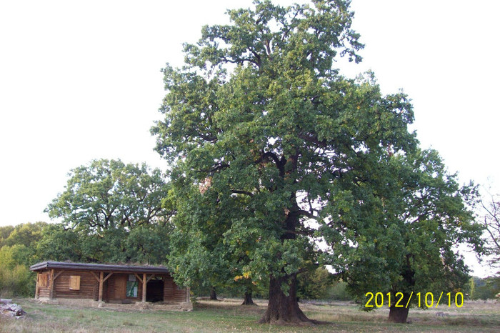 101_0059 - SIGHISOARA REZERVATIA NATURALA  PLATOUL BREITE