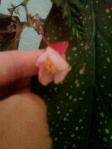 begonia corallina(plaman)