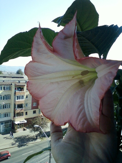 brugmansia roz