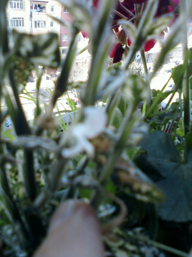 11 oct 2012-flori 005 - hypoestes-mihaela iordache