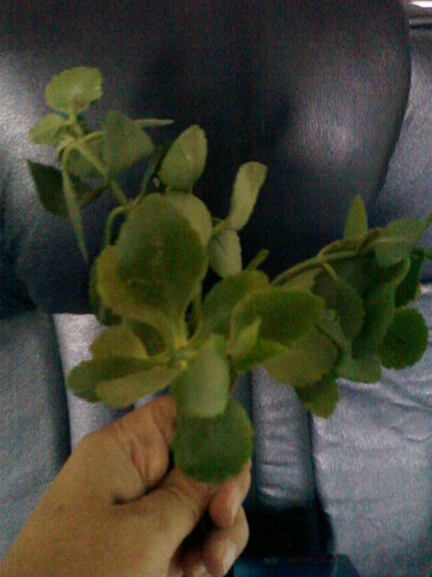 kalanchoe - primite