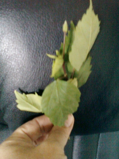 11 oct 2012-flori 057 - primite