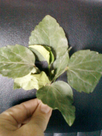 11 oct 2012-flori 061 - primite