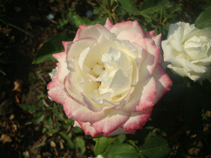 DSC02817 - TRANDAFIRI