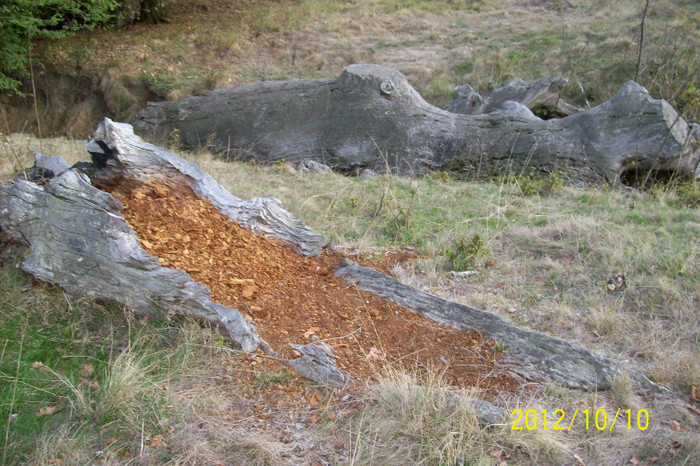 PUTREGAI  IN  TRUNCHI  CONSERVAT ..POSIBIL IN VIITOR SA FIE  UN DROG DE VALOARE NEDESCOPERIT INCA  .