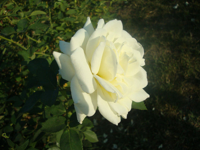 DSC02835 - TRANDAFIRI