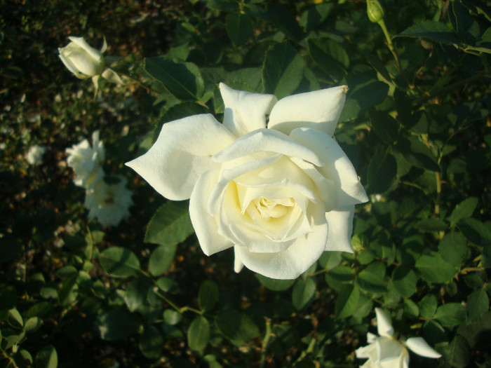 DSC02836 - TRANDAFIRI