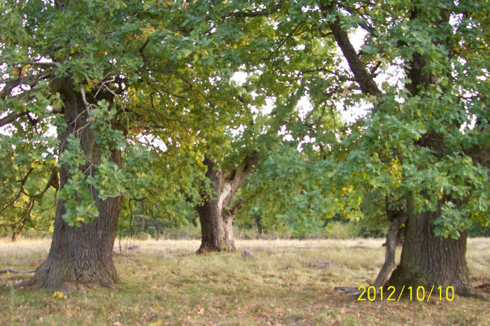 101_0081 - SIGHISOARA REZERVATIA NATURALA  PLATOUL BREITE