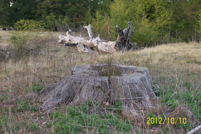101_0090 - SIGHISOARA REZERVATIA NATURALA  PLATOUL BREITE