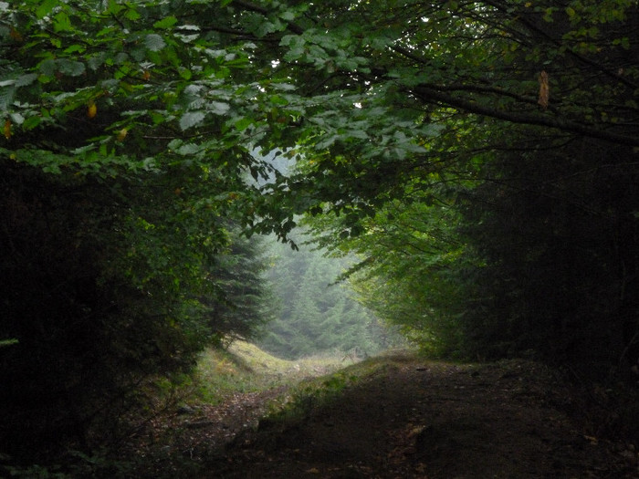 8; peisaj valea simonului padure codru
