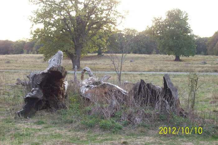 101_0093 - SIGHISOARA REZERVATIA NATURALA  PLATOUL BREITE