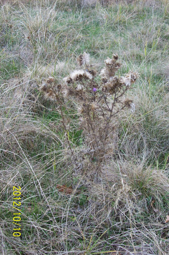 PLANTE  IN  CONSERVARE  SI PROTECTIE FIIND  -DEOSEBIT  DE  RARE  - IN ROMANIA ..