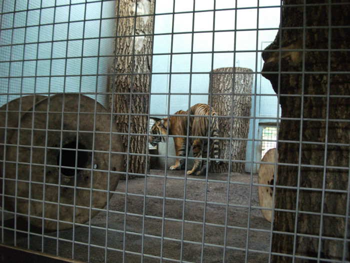 Picture 390 - Gradina zoologica