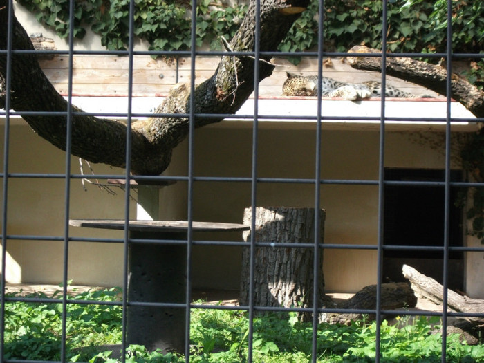 Picture 392 - Gradina zoologica
