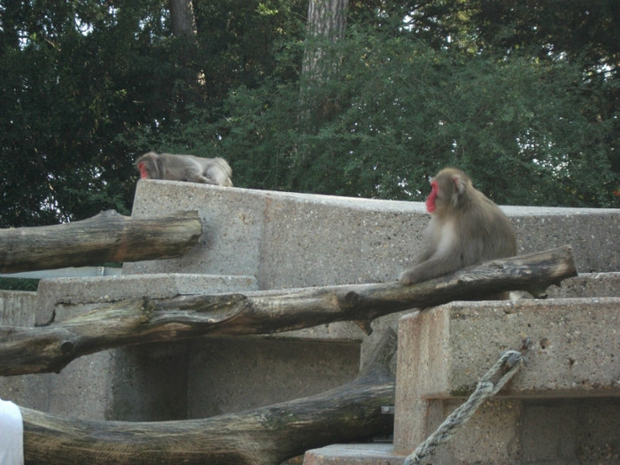 Picture 393 - Gradina zoologica