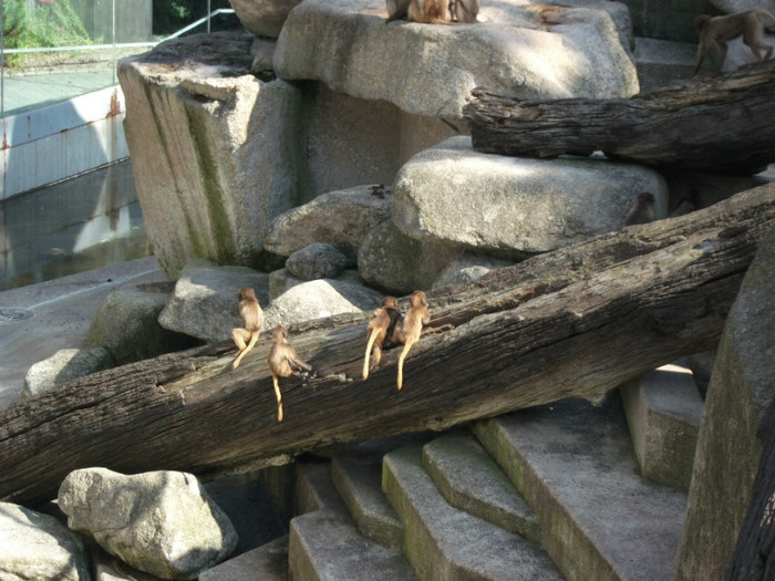 Picture 396 - Gradina zoologica