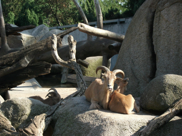 Picture 397 - Gradina zoologica