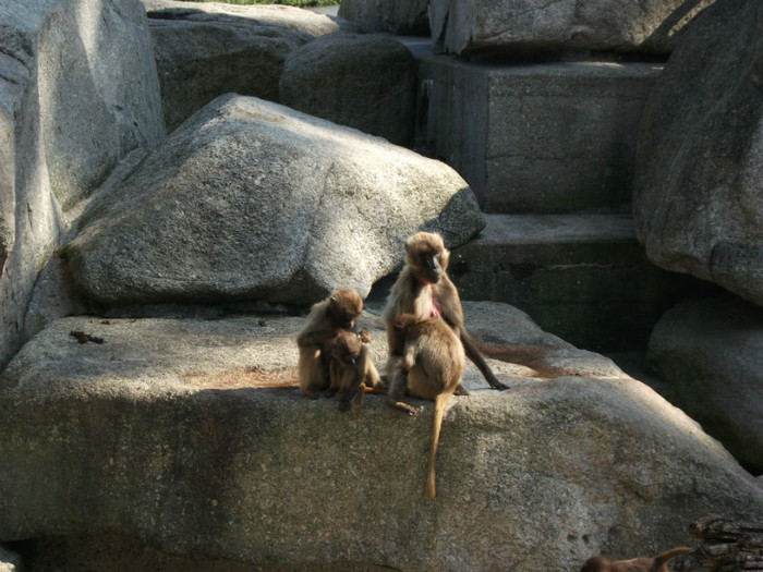 Picture 399 - Gradina zoologica