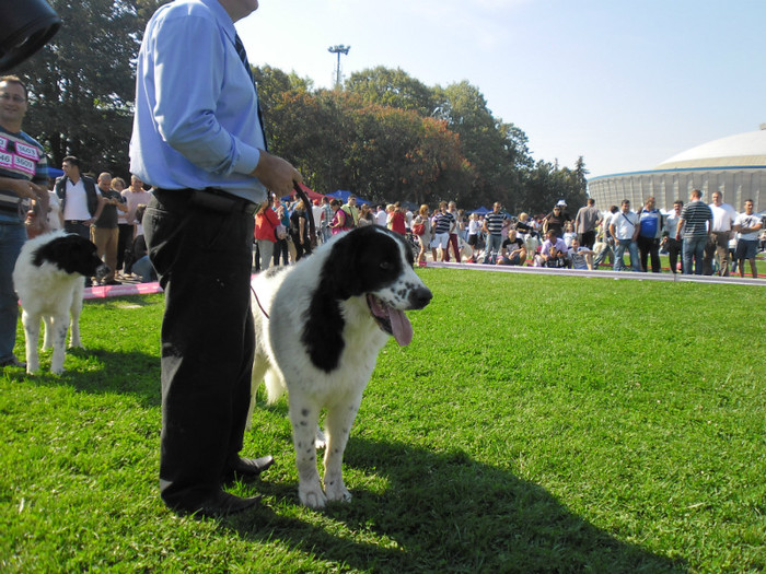 SAM_0628 - EURO DOG SHOW 2012