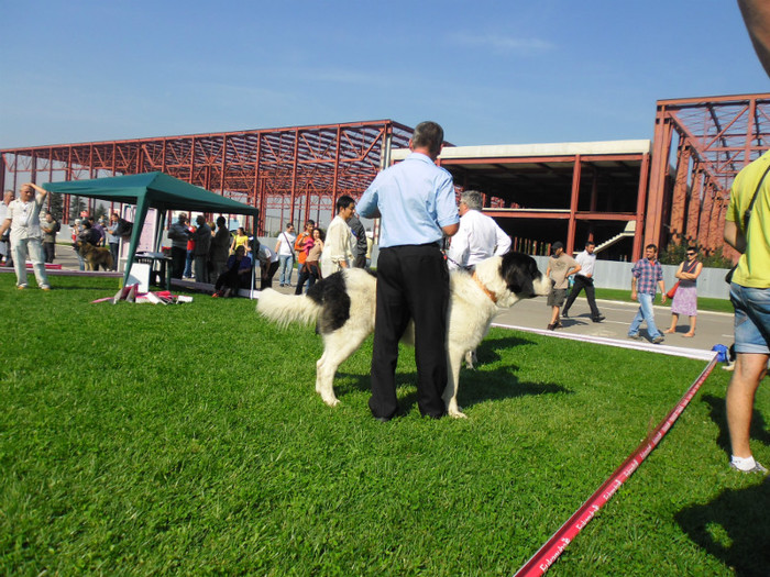 SAM_0629 - EURO DOG SHOW 2012