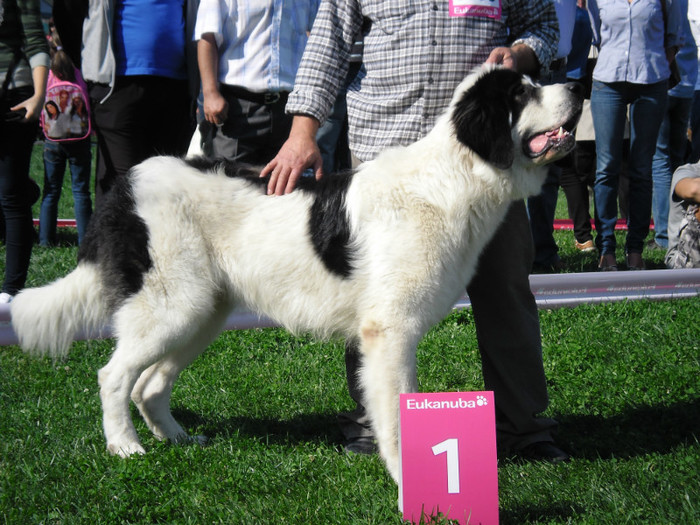 SAM_0630 - EURO DOG SHOW 2012