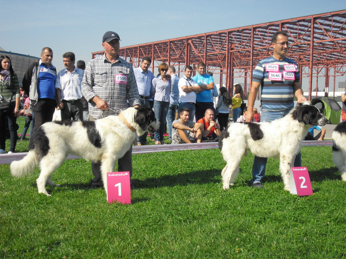 SAM_0631 - EURO DOG SHOW 2012