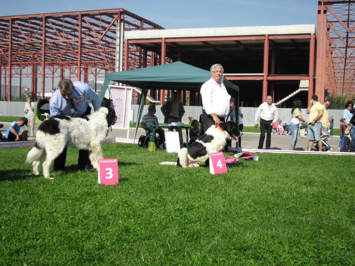 SAM_0632 - EURO DOG SHOW 2012