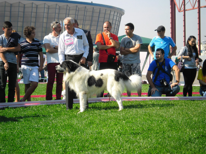 SAM_0634 - EURO DOG SHOW 2012