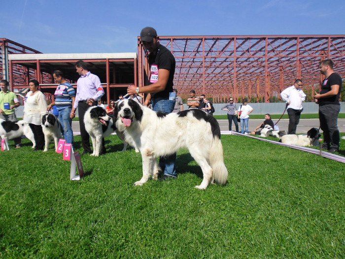 SAM_0635 - EURO DOG SHOW 2012